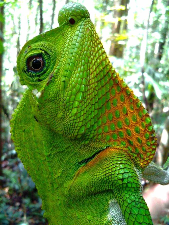 Rainforest River Bay Deniyaya Dış mekan fotoğraf