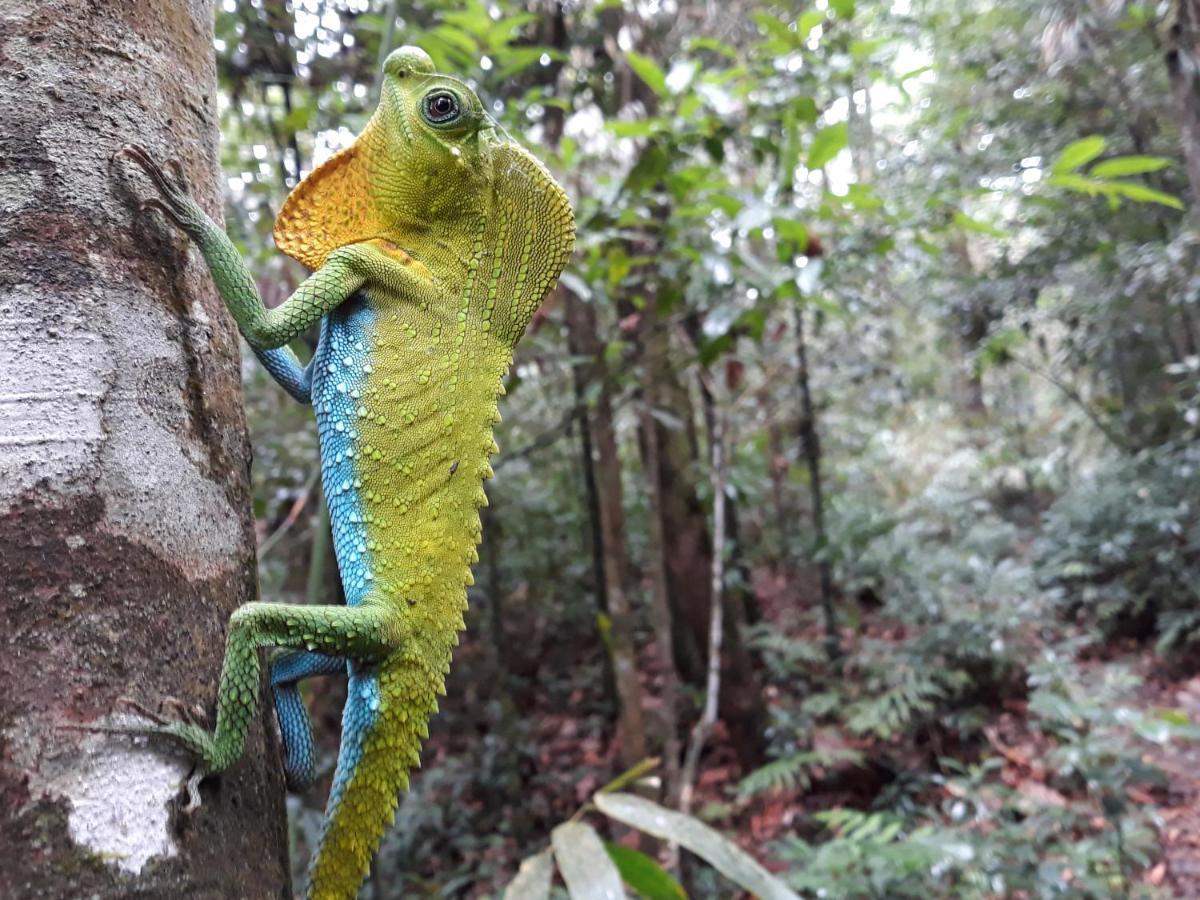 Rainforest River Bay Deniyaya Dış mekan fotoğraf