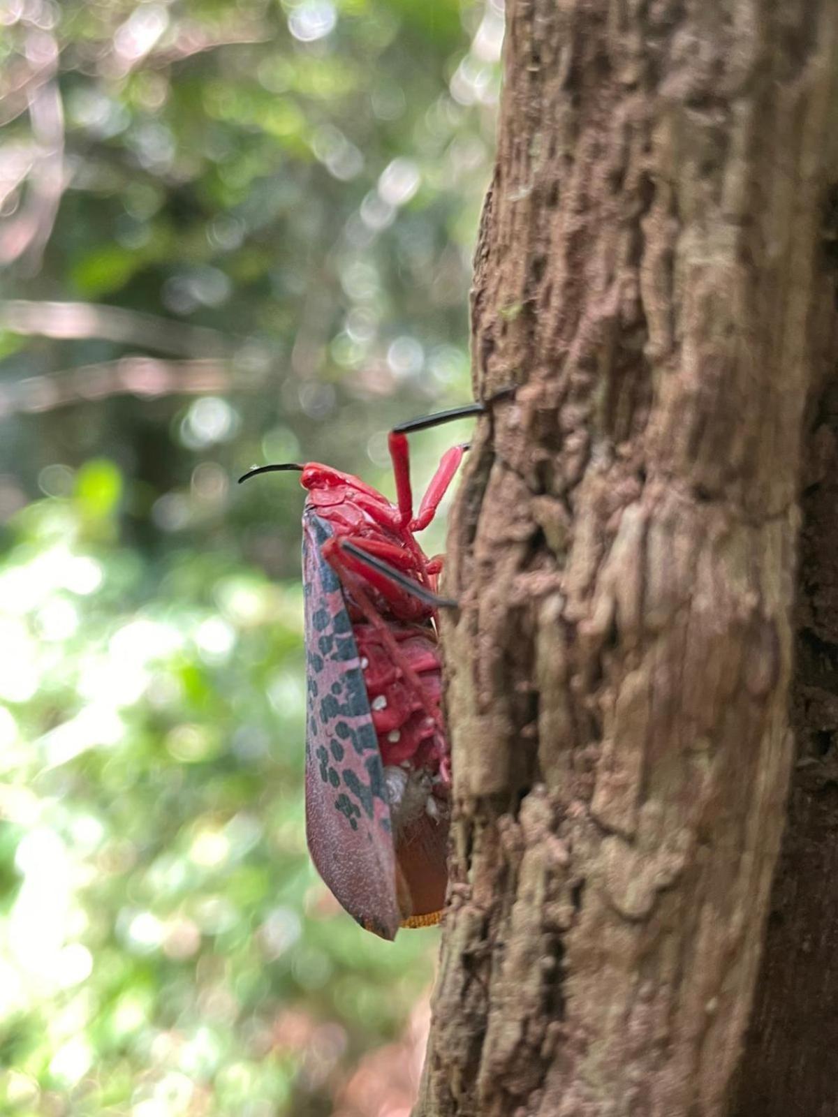 Rainforest River Bay Deniyaya Dış mekan fotoğraf
