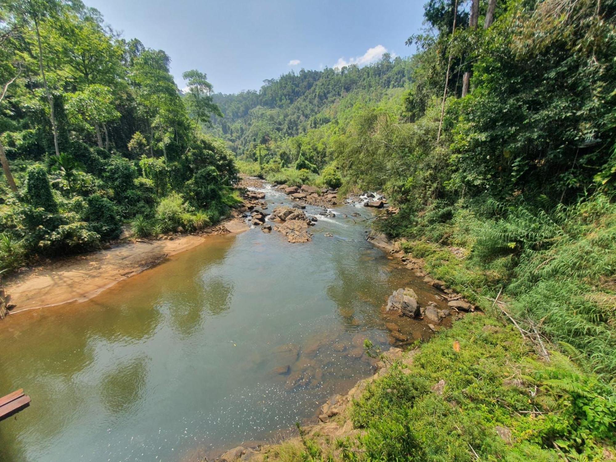 Rainforest River Bay Deniyaya Dış mekan fotoğraf