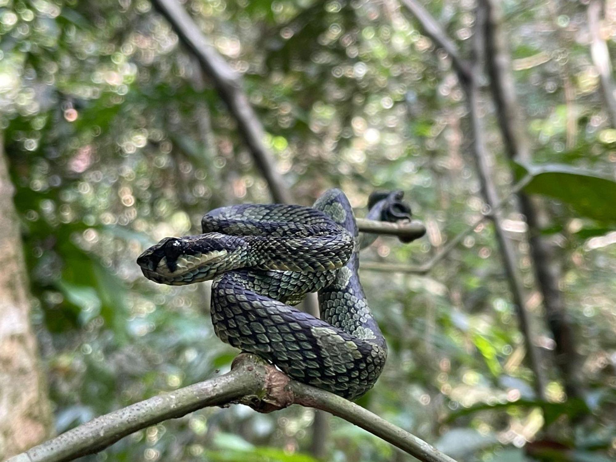 Rainforest River Bay Deniyaya Dış mekan fotoğraf